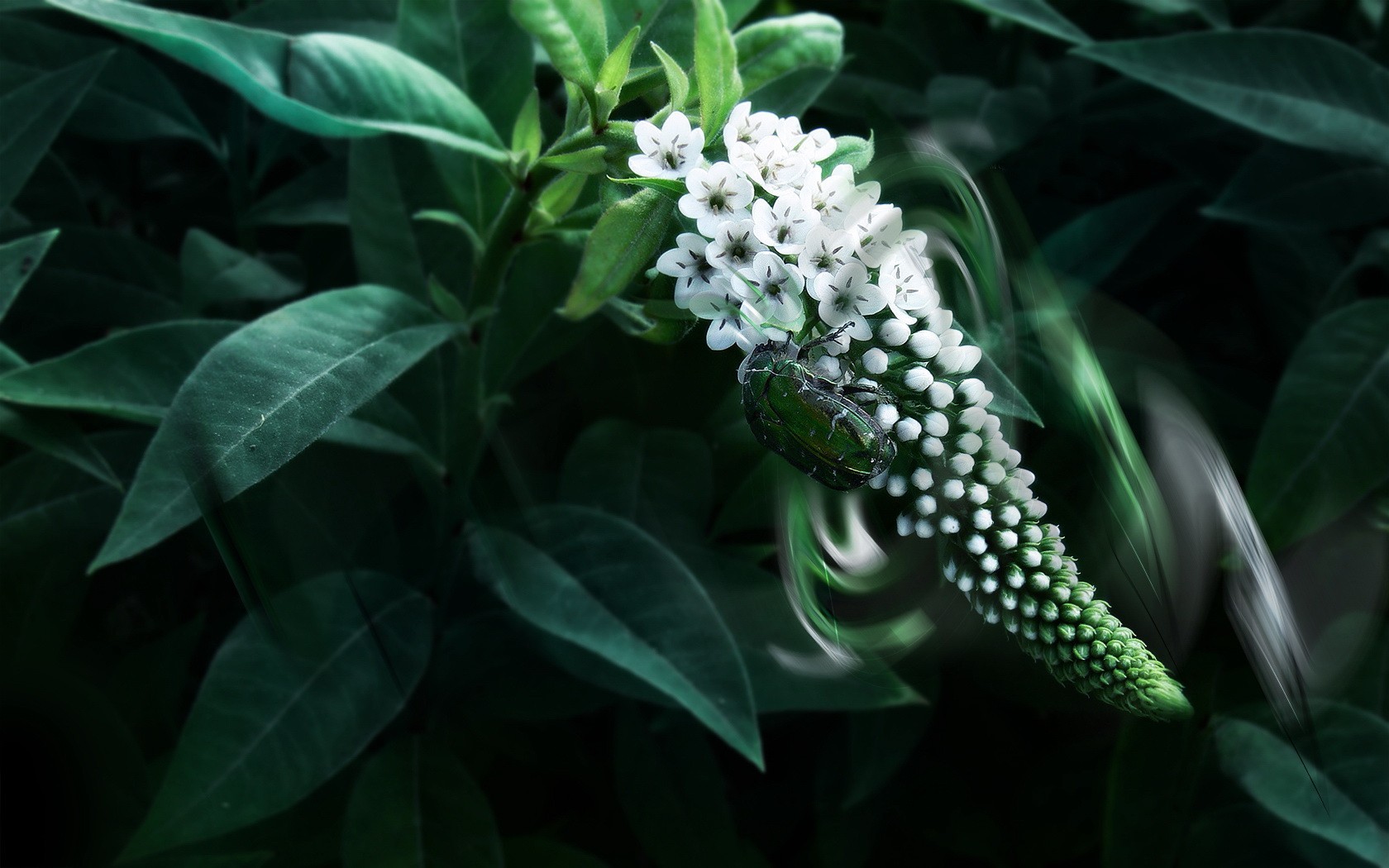 beetle leaves flower