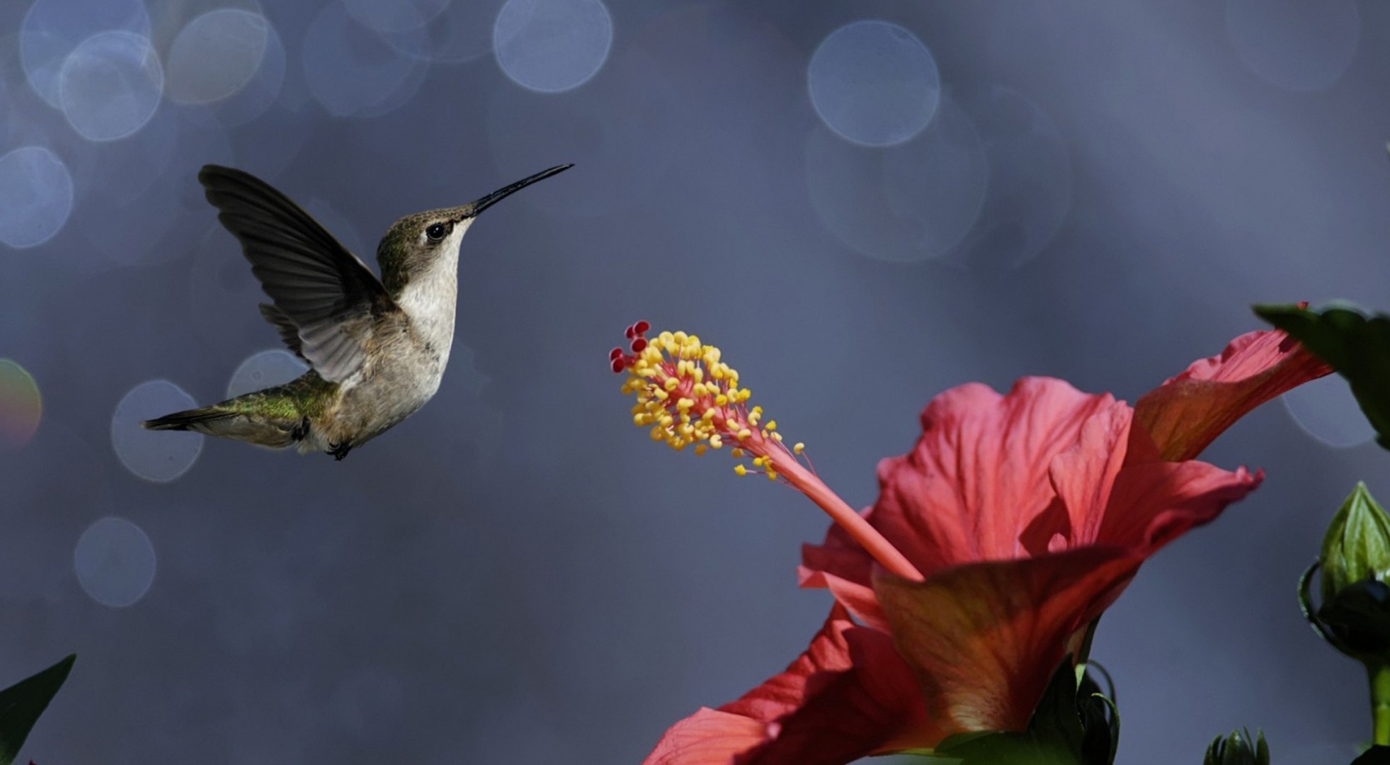 blume kolibris vögel pollen nektar