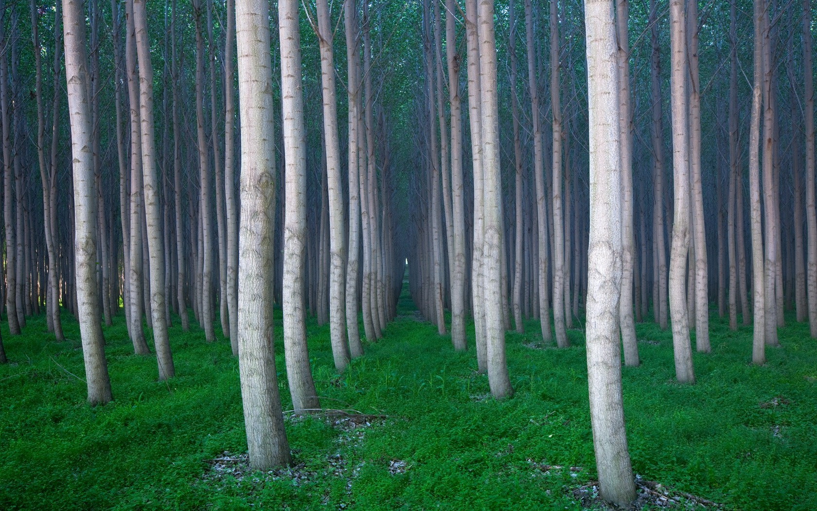 alberi erba foresta