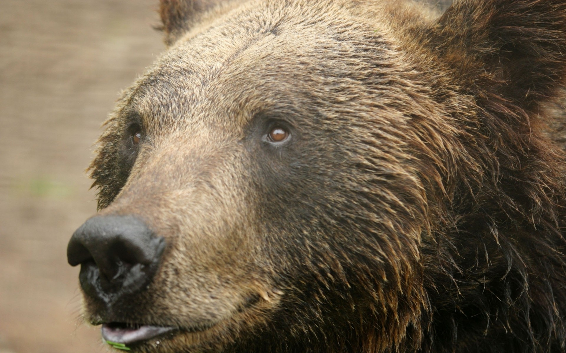 bär zähne aussehen wolle