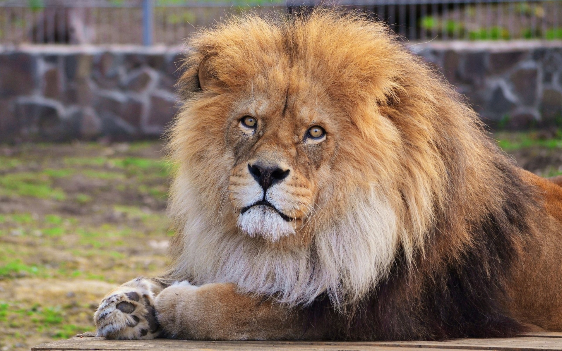 salvaje cachorro de león león animales