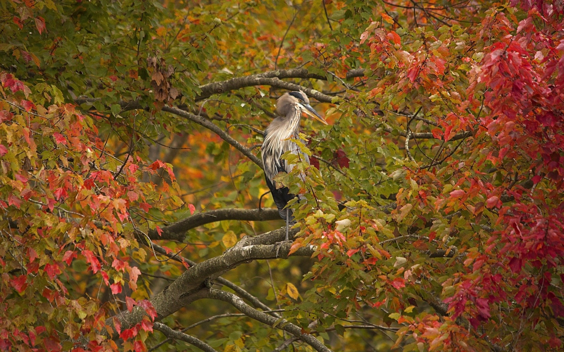 follaje árbol aves garza garza gris ramas otoño