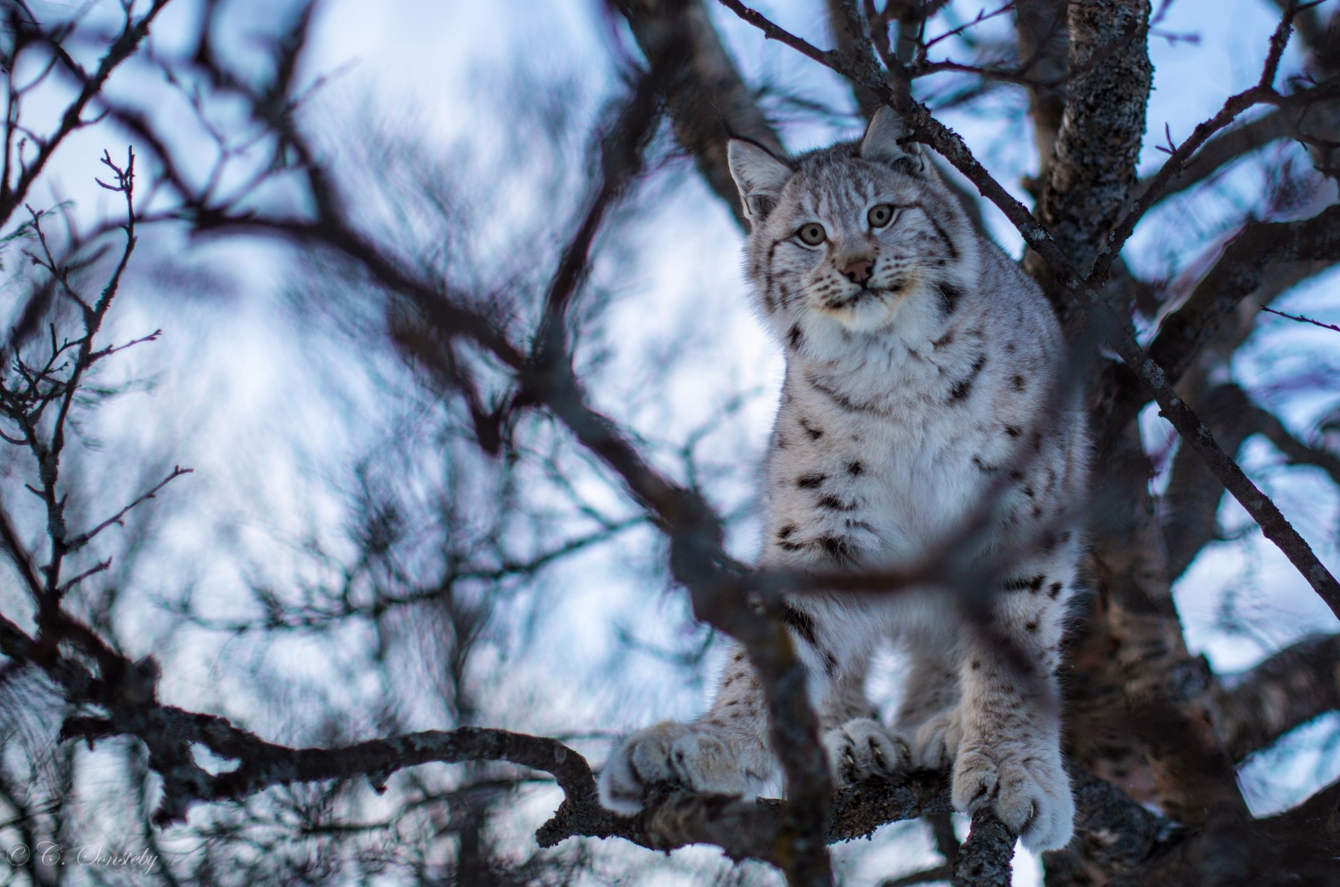 zweige luchs katze baum