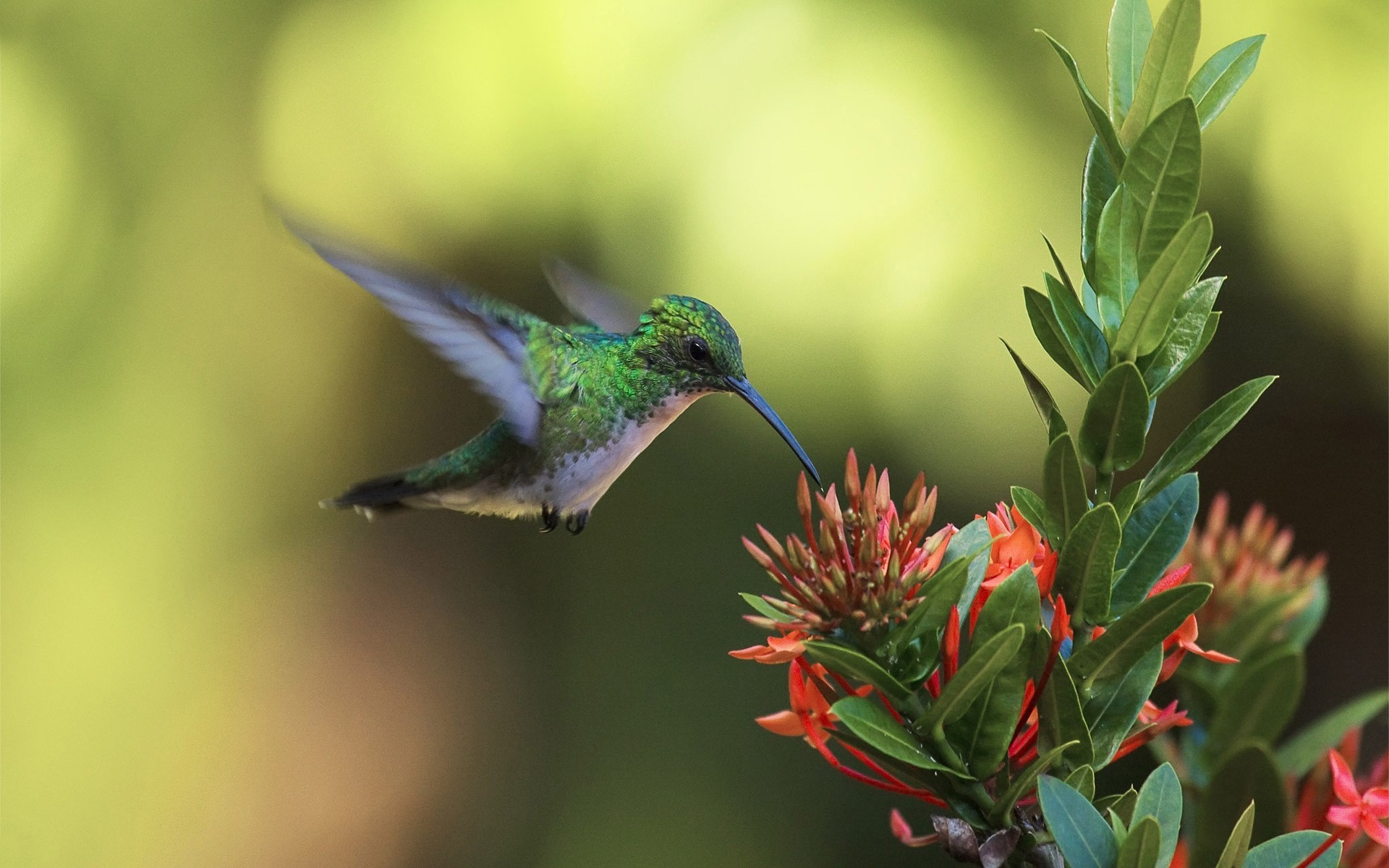 close up hummingbird flower bird