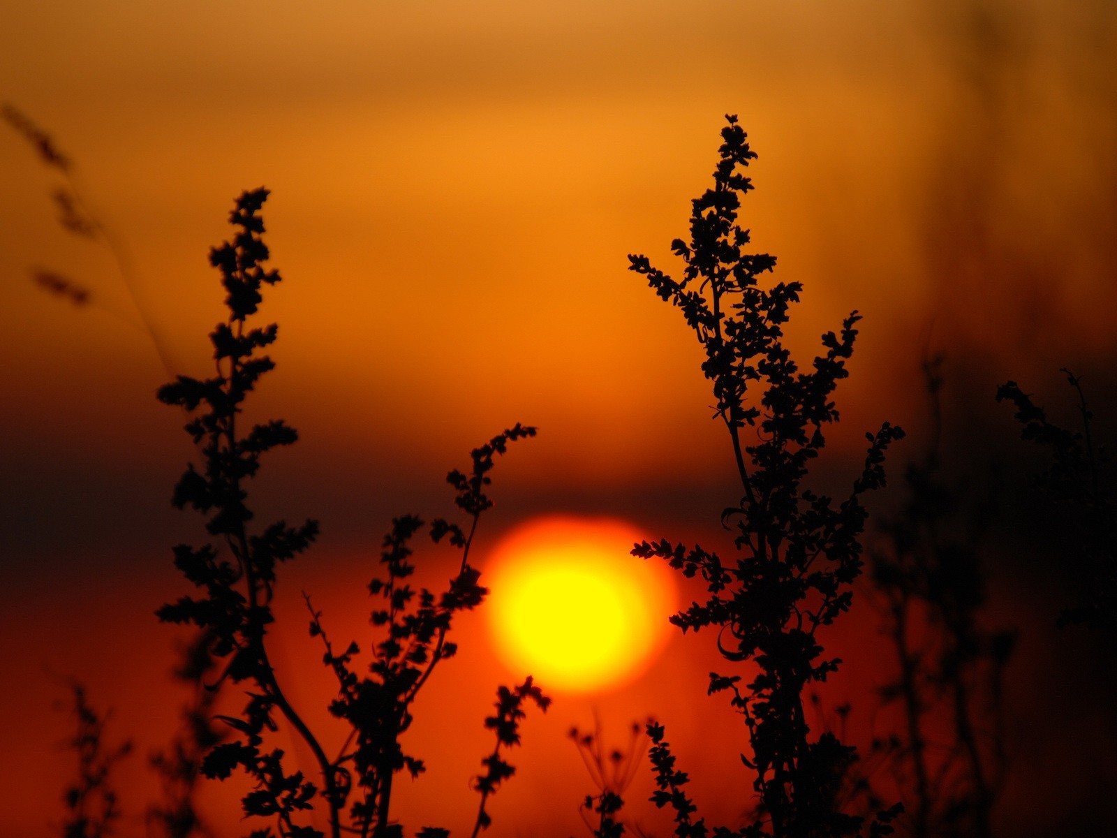 puesta de sol sol plantas