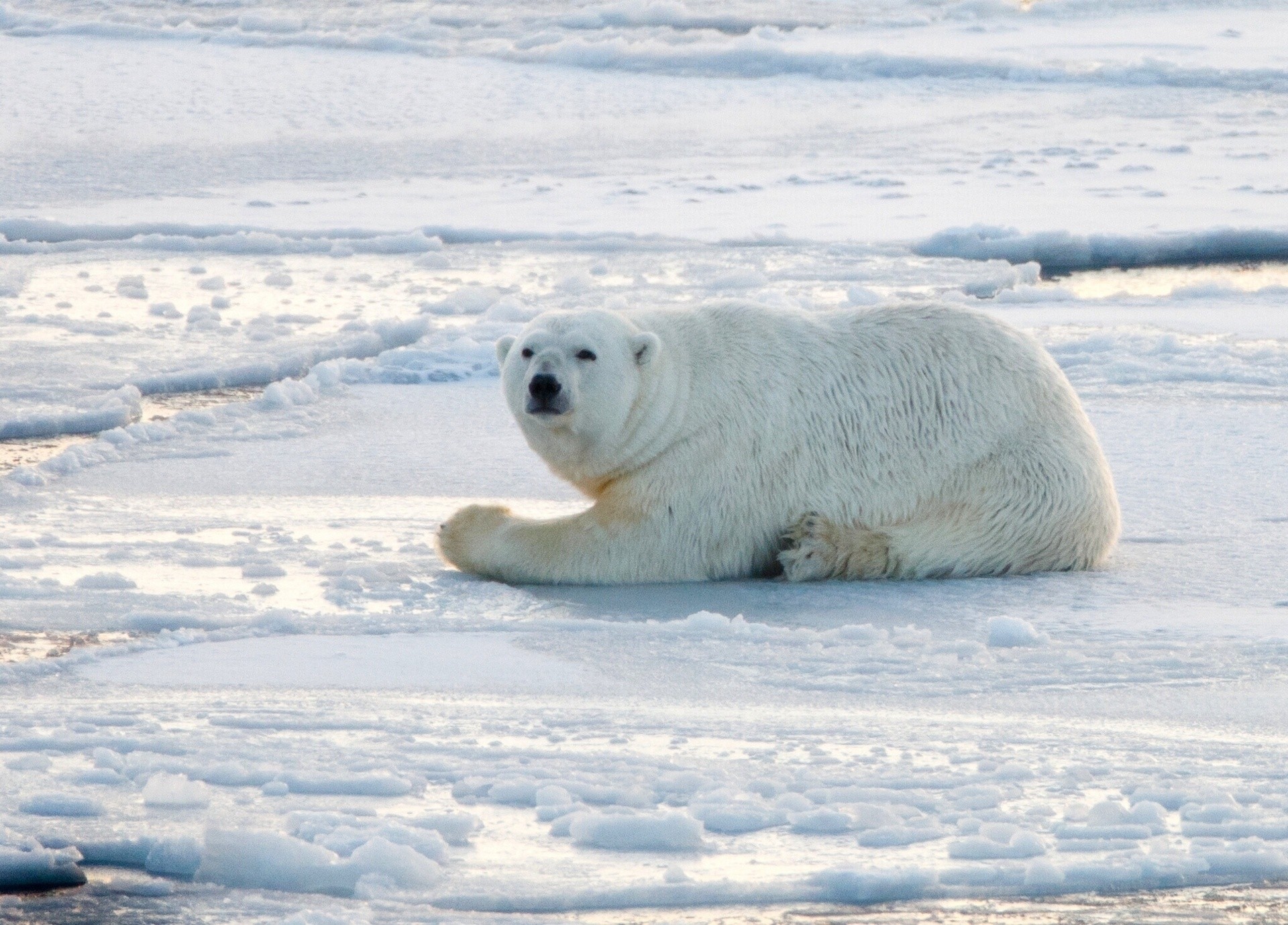 bear norway polar bear snow