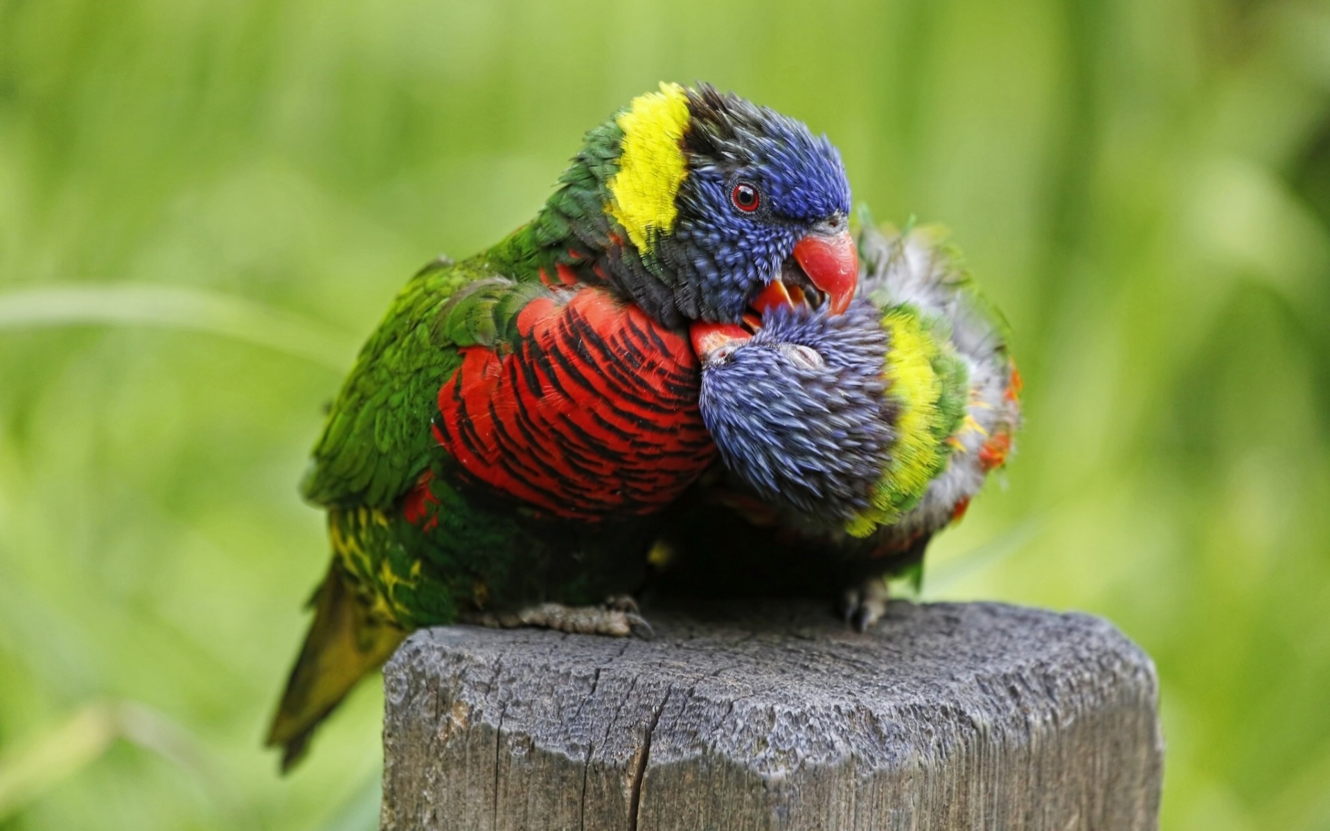 rainbow lorikeet love birds couple parrot