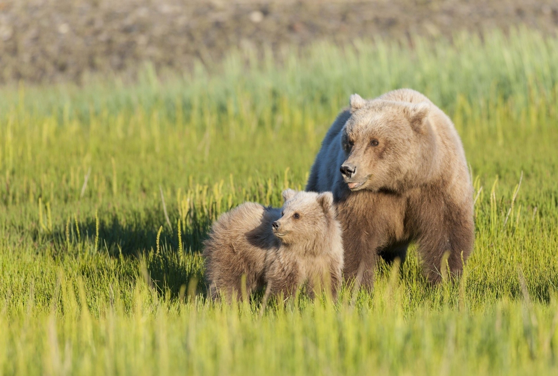 maternity teddy bear grass bears bear meadow