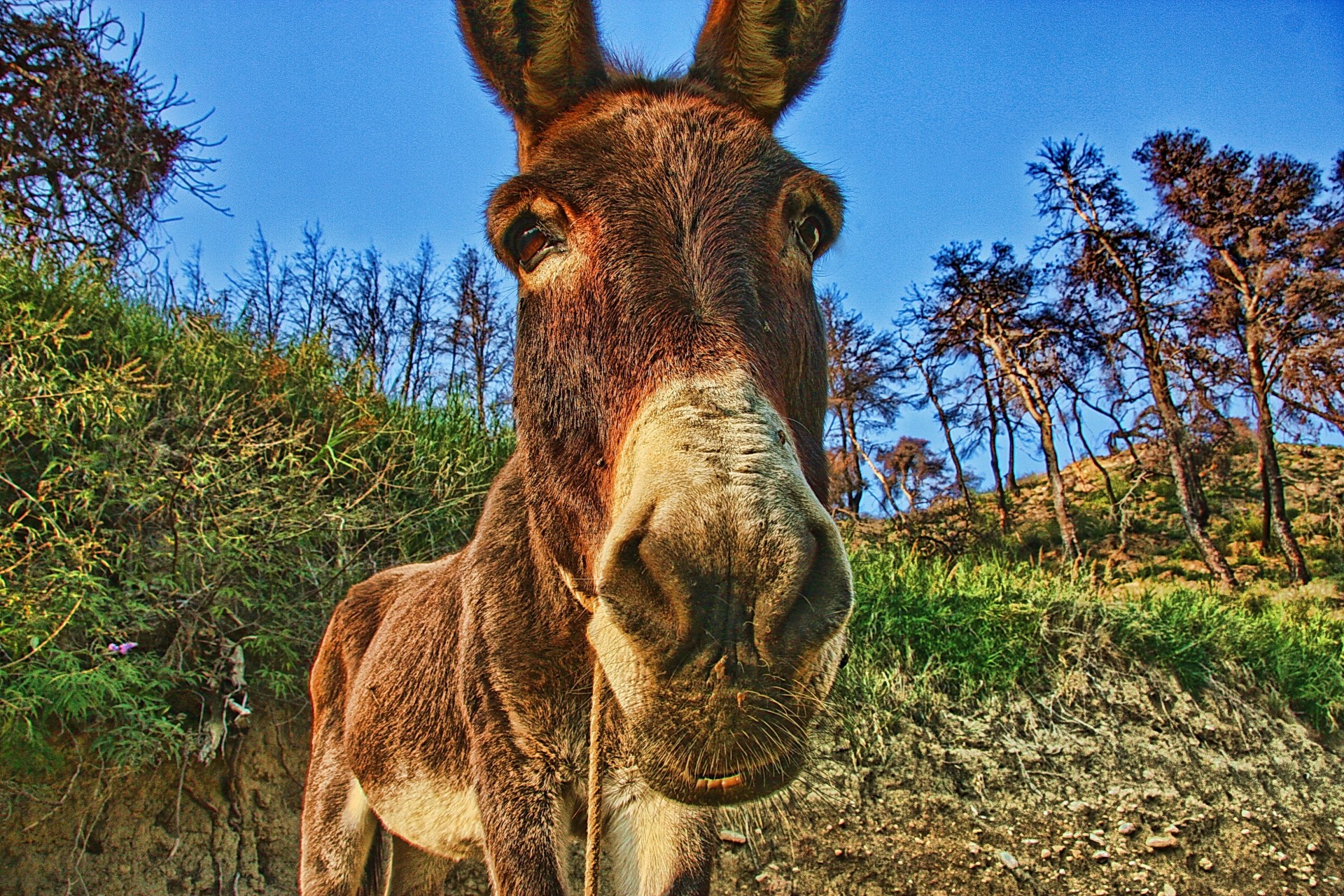 âne animal vue