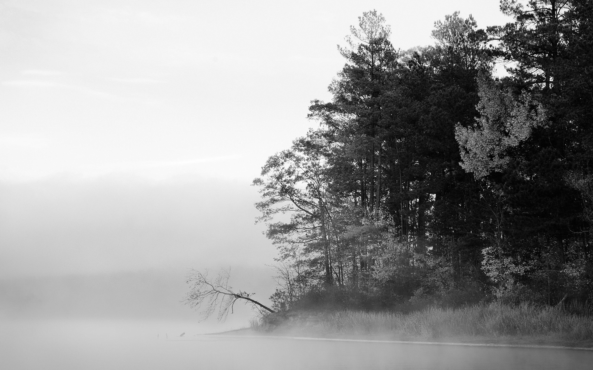 bianco e nero alberi lago nebbia