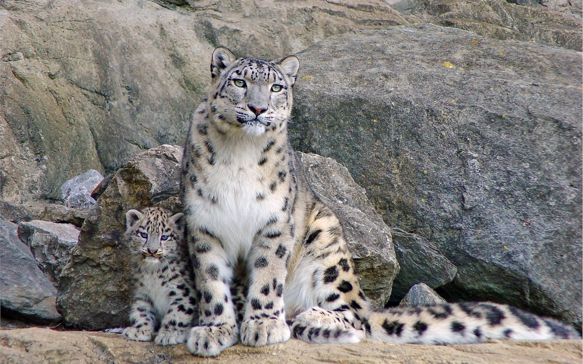 madre gato bestia mamá apariencia