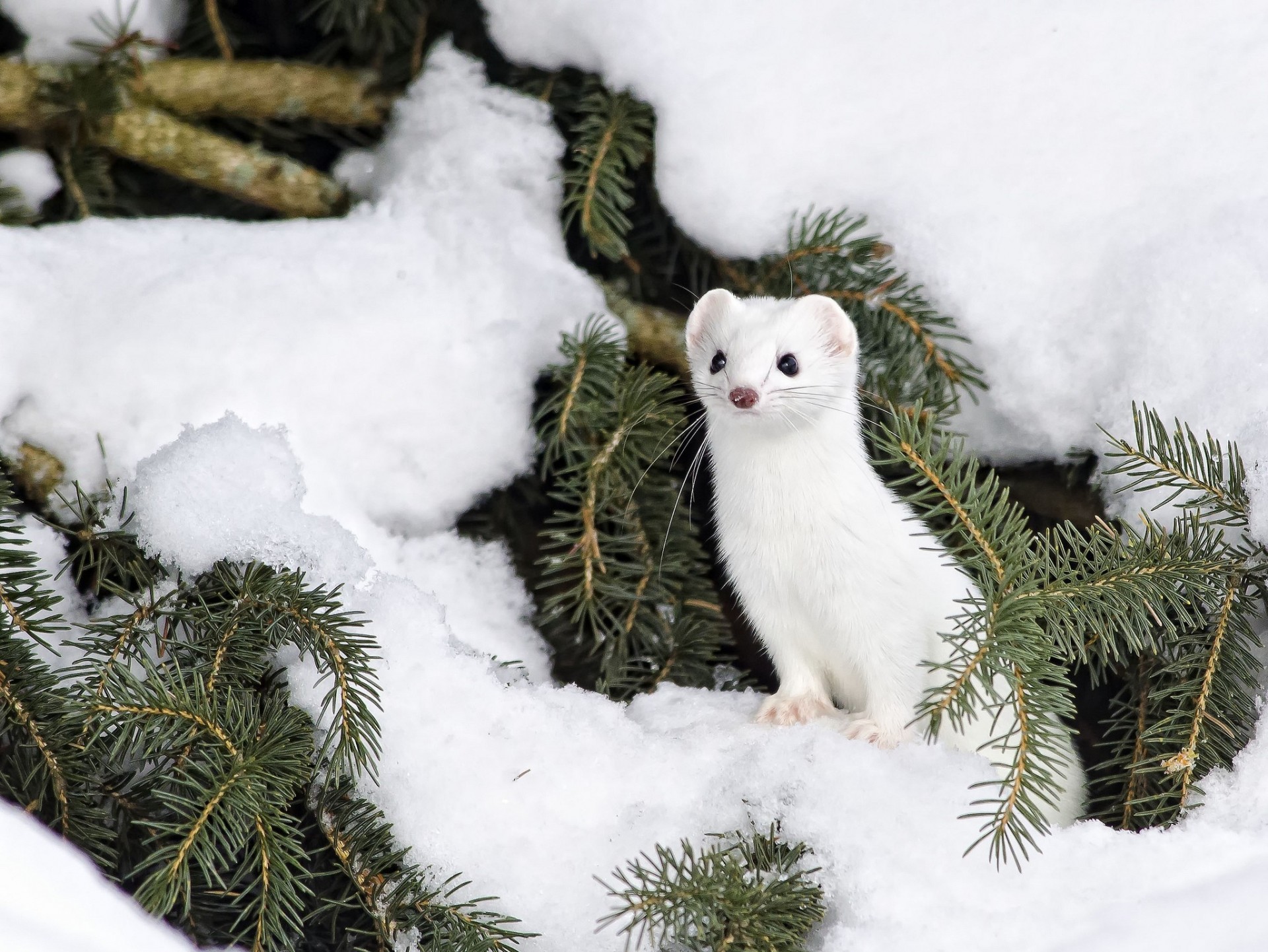 ermine snow winter needle