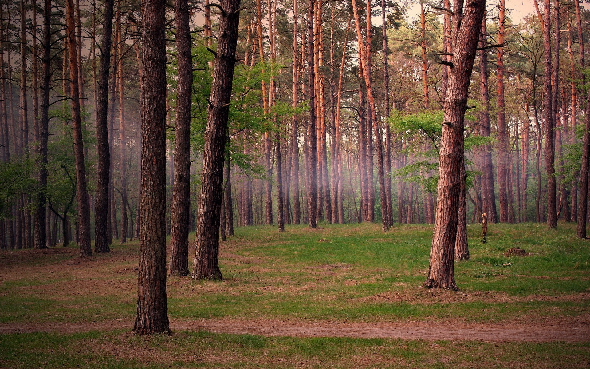 foresta pini alberi