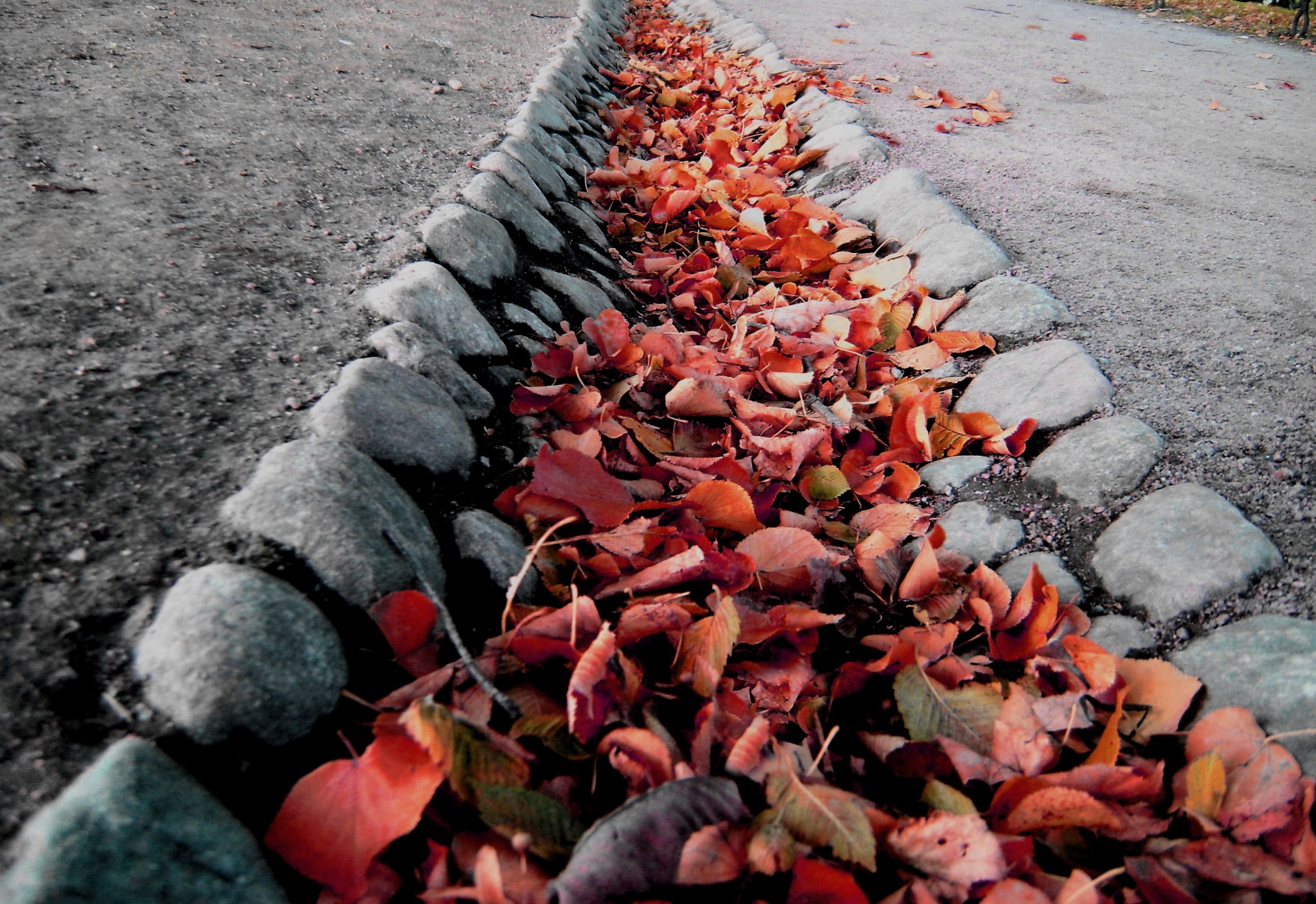 blätter spur herbst