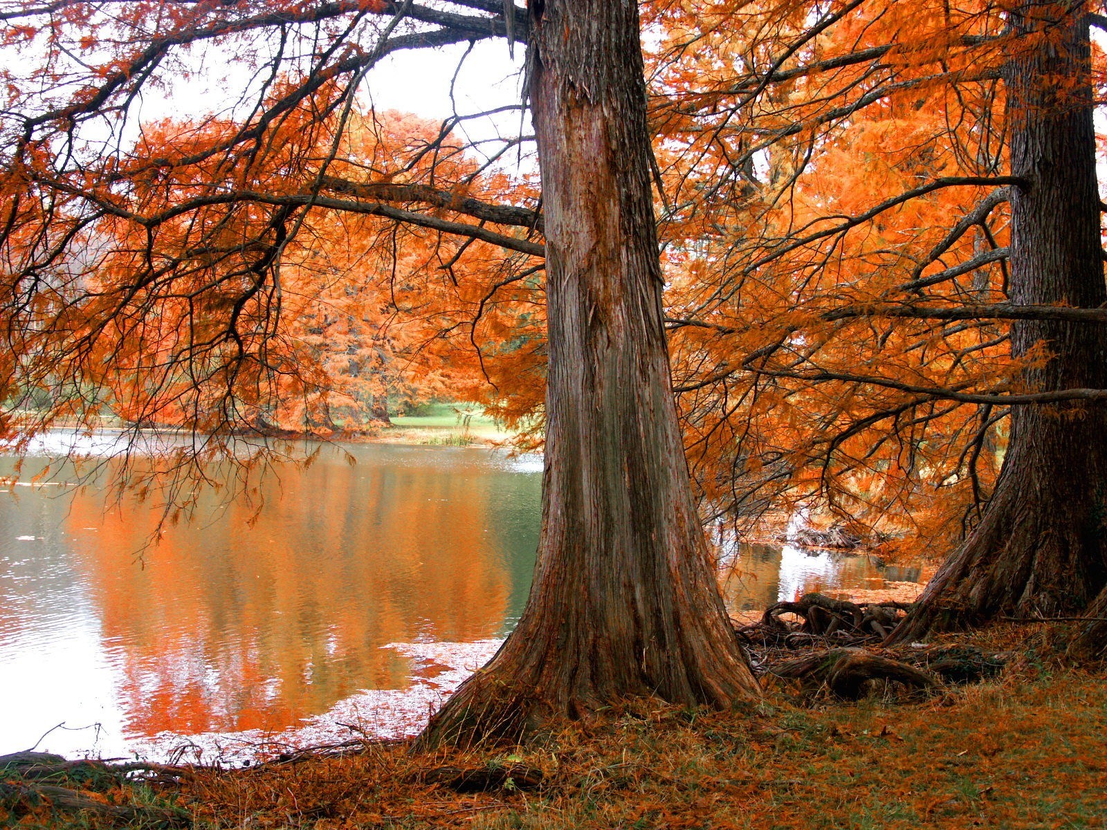 tree autumn lake