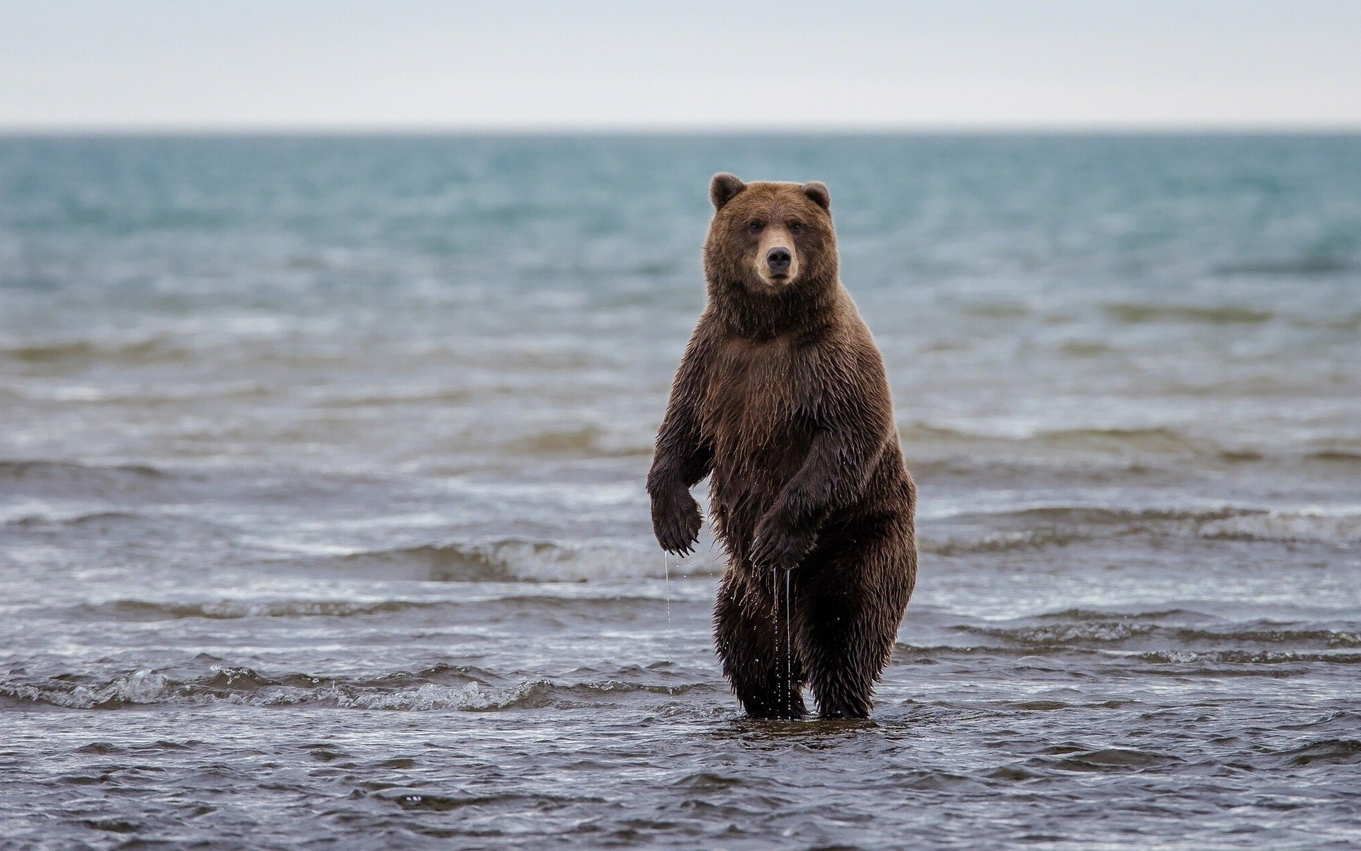 alaska orso lago clark stand grizzly