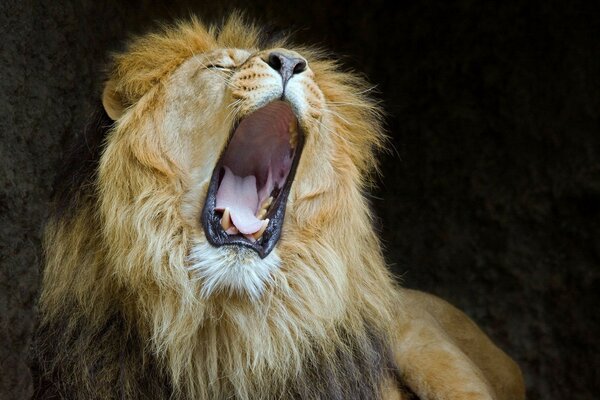 Le Lion béant a ouvert une énorme gueule canine