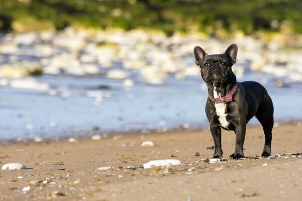 Bouledogue noir français sur le rivage