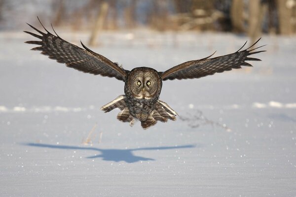 Hibou vole laissant une ombre sur la neige