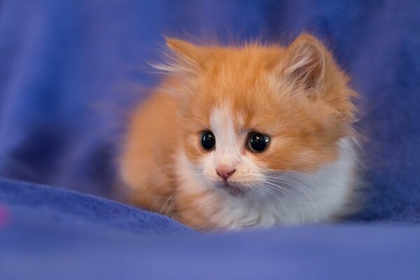 Little red kitten on the bedspread