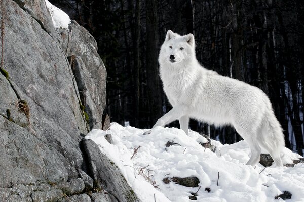 A predatory wolf on a winter morning