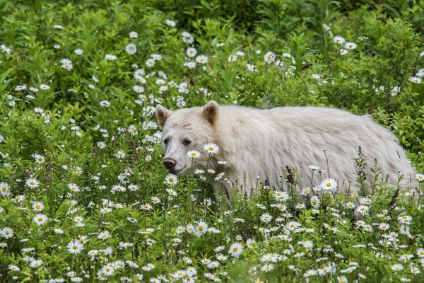 Eisbär auf dem Gänseblümchenfeld