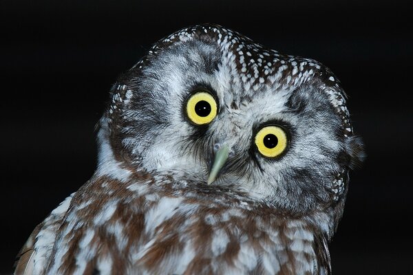 Tête de hibou sur fond sombre