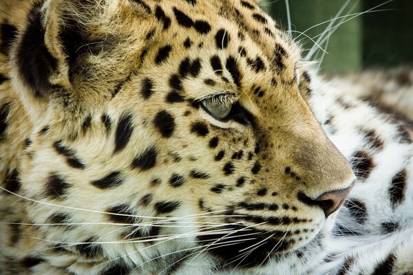 Wild cat close-up