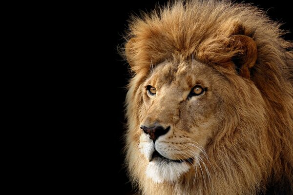 Lion avec une crinière duveteuse regarde au loin