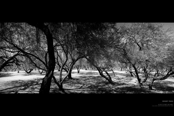 El bosque es hermoso en blanco y negro