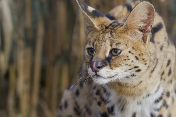 Serval, an aesthetic conqueror of shrubs