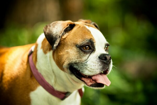 Roter Hund auf dem Hintergrund von Bäumen