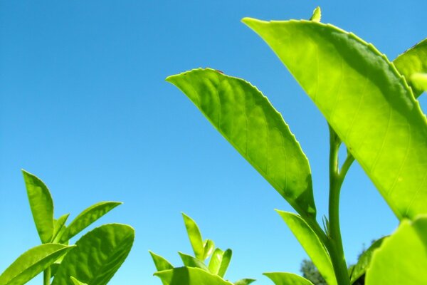 Le piante al sole crescono sempre più in alto