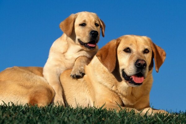 Perros pelirrojos grandes y pequeños