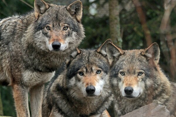 Three gray wolves look into the distance