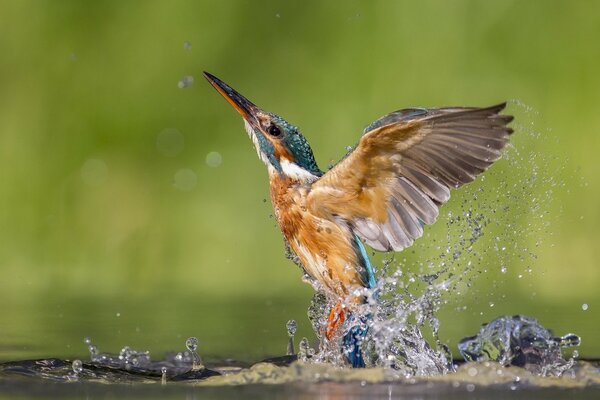 Le Martin-pêcheur a déployé ses ailes et décolle de la surface de l eau