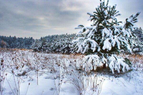 Kalte Winter Weihnachtsbäume und Bäume sind mit Schnee bedeckt