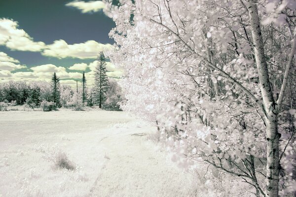 White winter trees nature