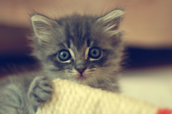 Small kitten close-up