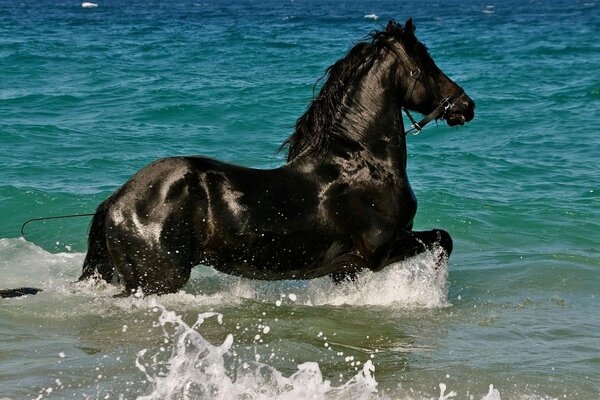 Cheval noir harzing sur l eau