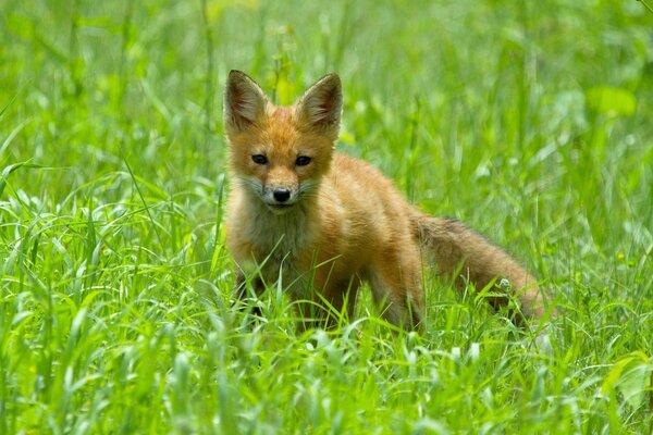 A little fox cub in the green grass