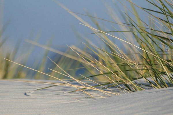 Steppe grass macro shooting