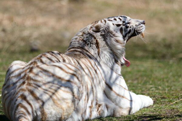 Un tigre blanco bostezando en el Suelo