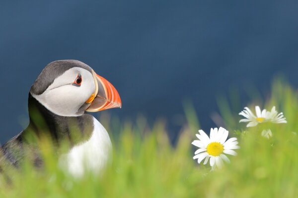 A brooding bird in a chamomile field