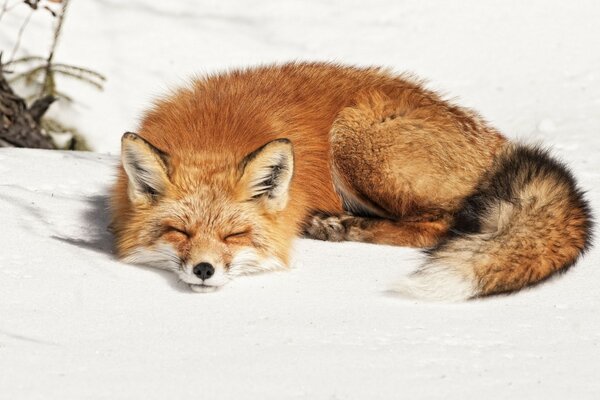 Red fox enjoys life