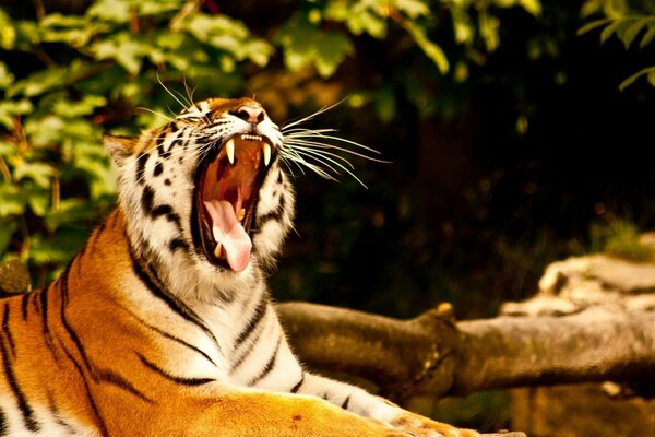 A wild striped cat yawns rapaciously