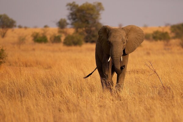 Elefant läuft auf trockenem Gras