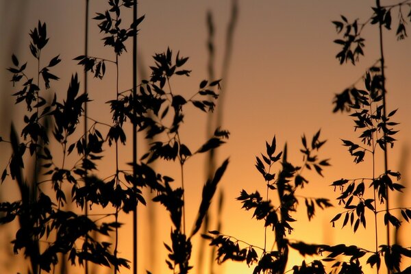 Hierba al atardecer