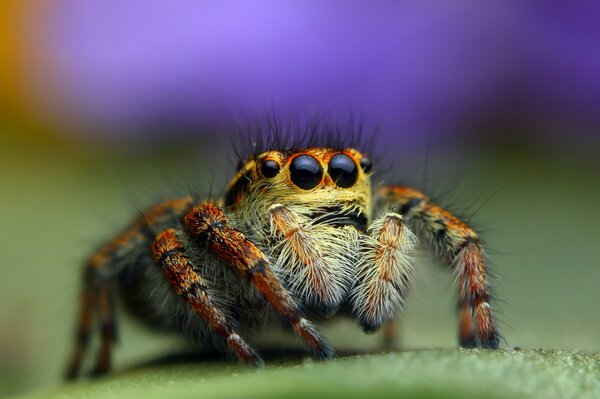 Riesige Spinne auf grünem Hintergrund