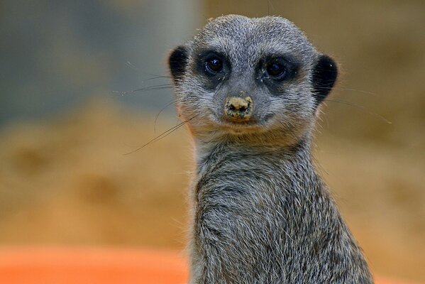 Un Meerkat primo piano